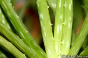 什麼是蘆薈乳膠？