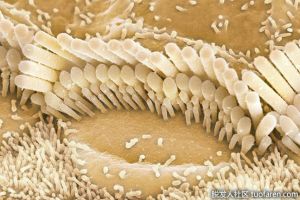 喉嚨裏的毛髮叫什麼？