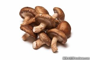 頭髮生長食物之香菇