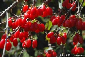 山茱萸對頭髮的作用