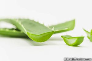 蘆薈能緊緻皮膚嗎？