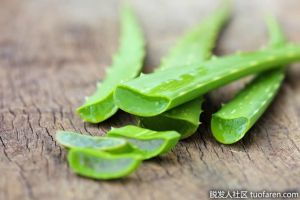 如何保存新鮮蘆薈