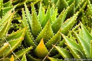 如何自制蘆薈乳液