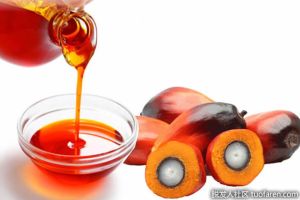 什麼是棕櫚仁油？