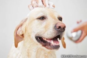 人類可以用狗用洗髮水洗頭嗎？