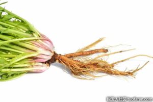 蒲公英根的功效