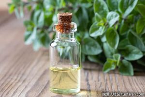 牛至油的營養益處是什麼？