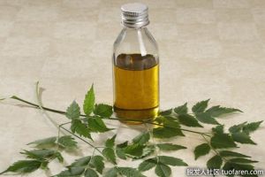 什麼是印楝油？