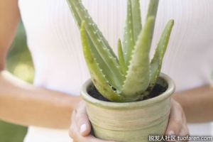 蘆薈用於頭皮發癢