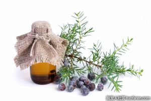 【組圖】什麼是杜松油？