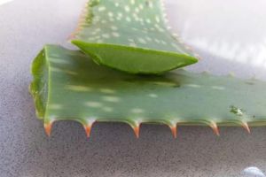 什麼是蘆薈凝膠?