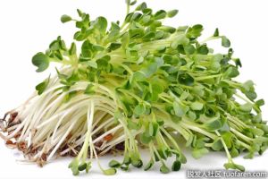 苜蓿芽的好處