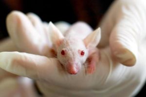 老鼠毛髮再生的發現有望治療人類脱髮