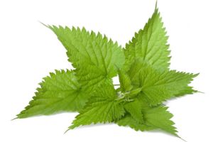 蕁麻對健康的好處有哪些？