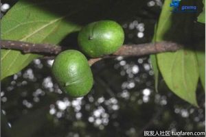 非洲臀果木對脱髮的好處