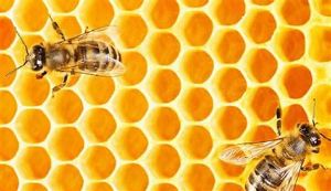 5件你不知道的關於蜂王漿的事情