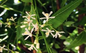 印度丁香(印楝)有助於治療頭皮發癢、頭皮屑