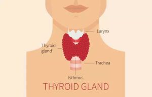 碘對頭髮生長的好處