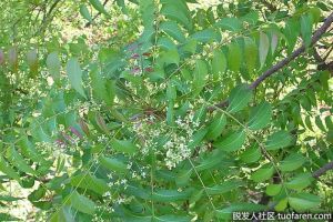 印楝油副作用：你要記住的