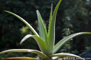 蘆薈可以去痘痘嗎？