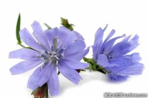 菊苣對健康有什麼好處？