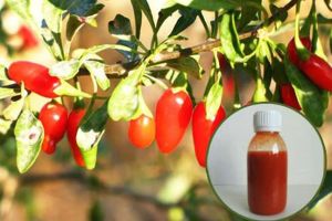 枸杞汁最常見的好處是什麼?