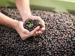 黑加侖籽油的好處