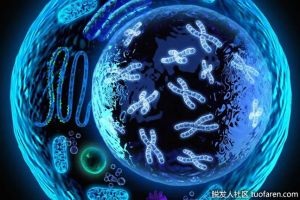 細胞的形狀與它的功能有什麼關係？