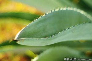 【組圖】蘆薈凝膠和蘆薈汁之間的區別