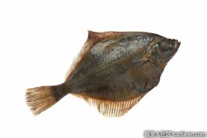 頭髮生長食物之比目魚