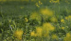 芥末油對頭髮生長有什麼好處？