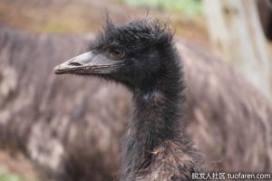 鴯鶓油是什麼？