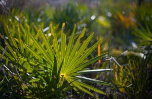 鋸棕櫚可以減少炎症