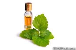 廣藿香精油的好處