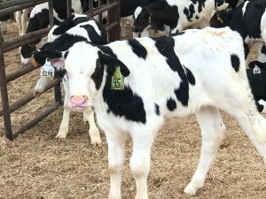 小牛肉的七個健康益處