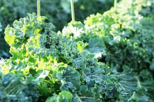 甘藍的種類和護髮效果