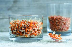 小麥胚芽的維生素和礦物質成分是什麼？