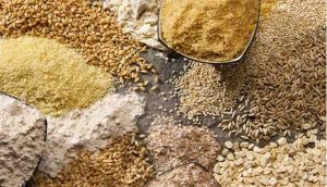 賴氨酸含量最高的穀物