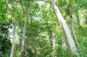 白樺樹水使您的身體和頭髮健康!