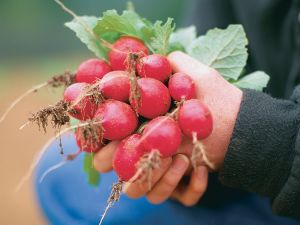 蘿蔔含有哪些礦物質？