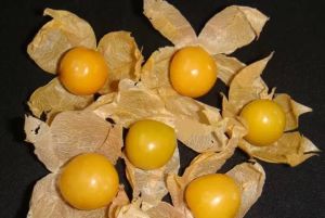 用燈籠果保護頭皮和頭髮健康!