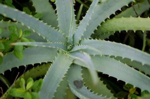 用蘆薈來預防頭皮屑