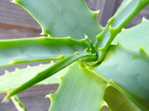 使用蘆薈對頭髮進行防紫外線護理