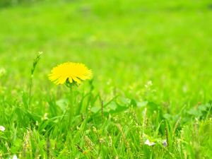 名模米蘭達也愛用的“蒲公英茶”的護髮效果