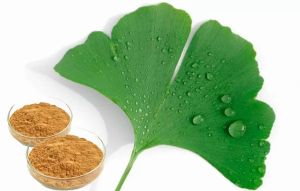 銀杏葉粉對健康有什麼好處？