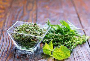 牛膝草茶有什麼好處？