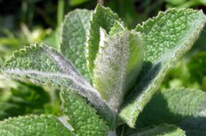 樟腦、桉樹油和薄荷醇的健康益處