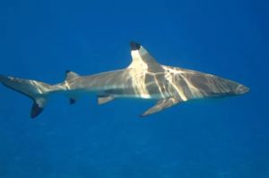 角鯊烷的護膚功效