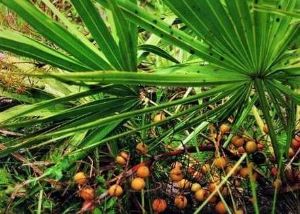 應該服用多少鋸棕櫚來阻止DHT