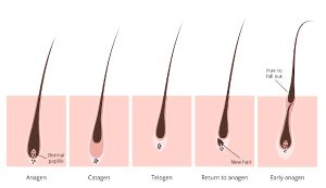 頭髮移植的再生階段